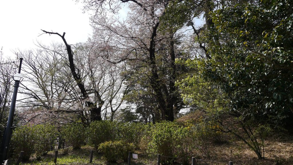 Hōraisan Kofun: An Elite Burial Mound in Tokyo 3 Hōraisan Kofun
