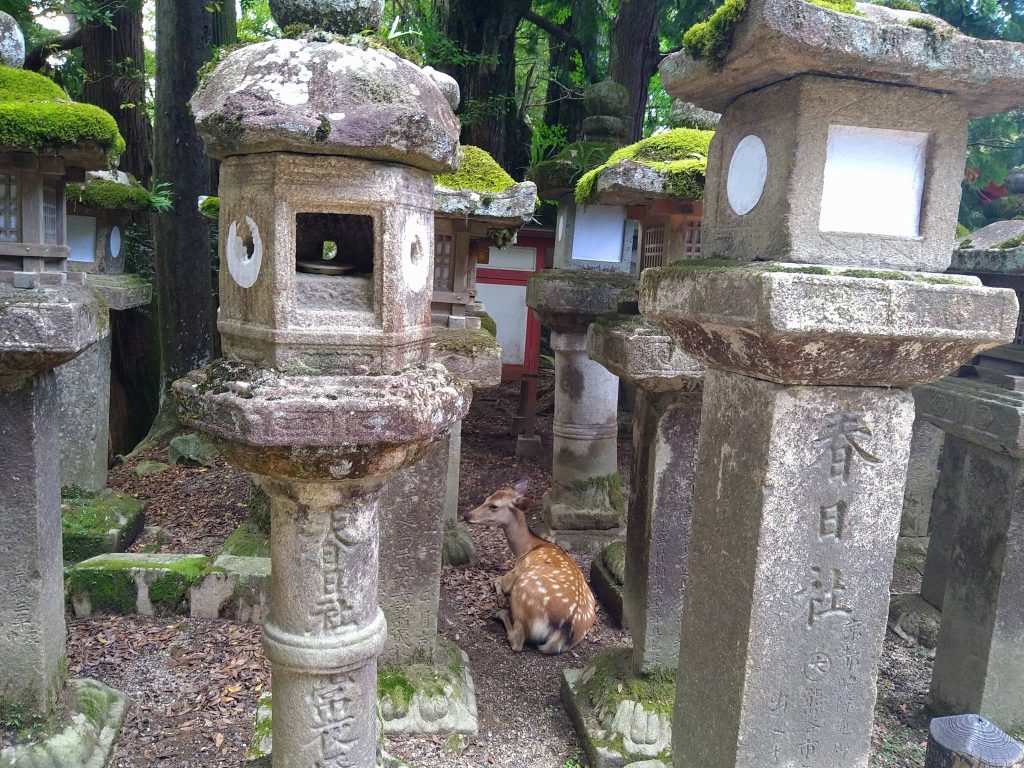 Kasuga-taisha: Shinto Shrine of the Fujiwara Family 2 Kasuga-taisha