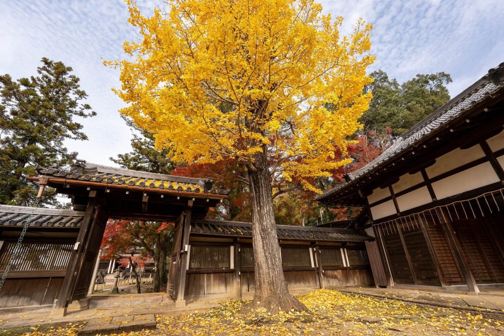 Tamukeyama Hachiman Shrine: Tōdai-ji’s Tutelary Shrine in Nara 2 Tamukeyama Hachiman Shrine