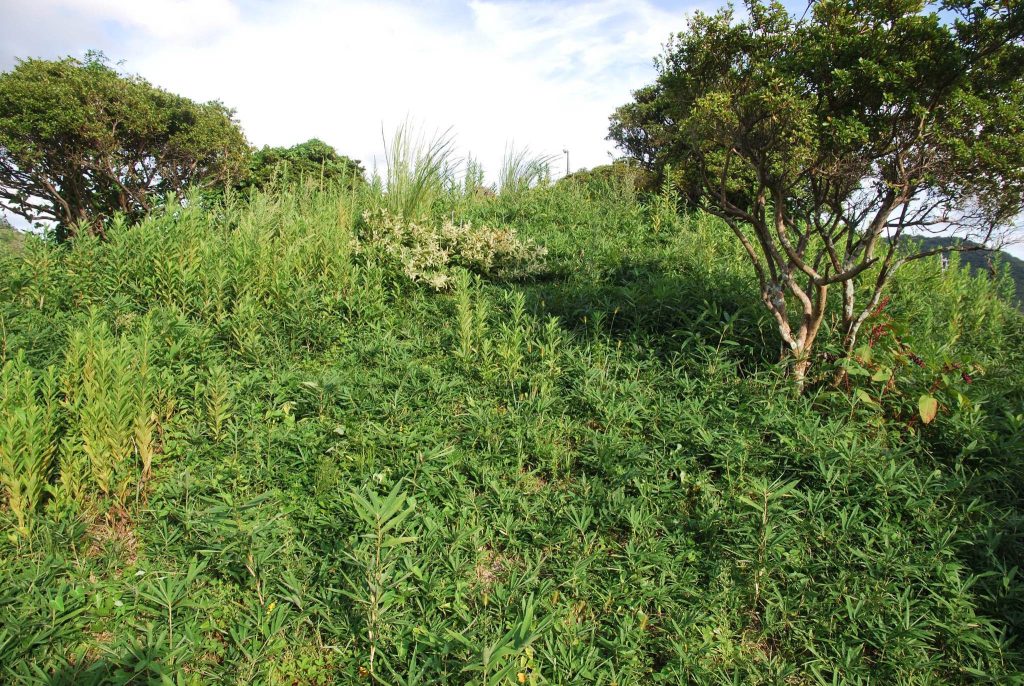 Musa Otsuka Kofun: A Late-Sixth-Century Burial Mound in Japan 3 Musa Otsuka Kofun