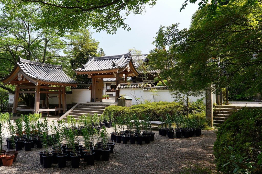 Matsuo-dera Temple: A Mountain Temple for Prayers Against Misfortune 4 Matsuo-dera Temple