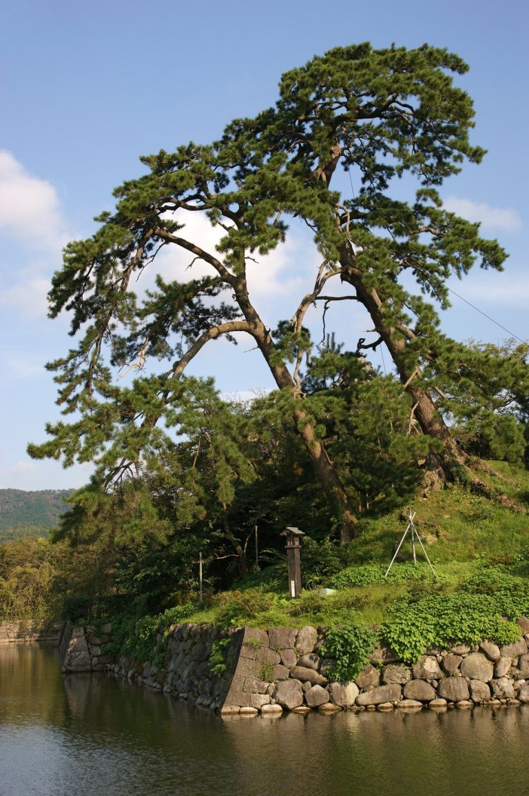 Shikano Castle: A Japanese Hilltop Fortress in Tottori