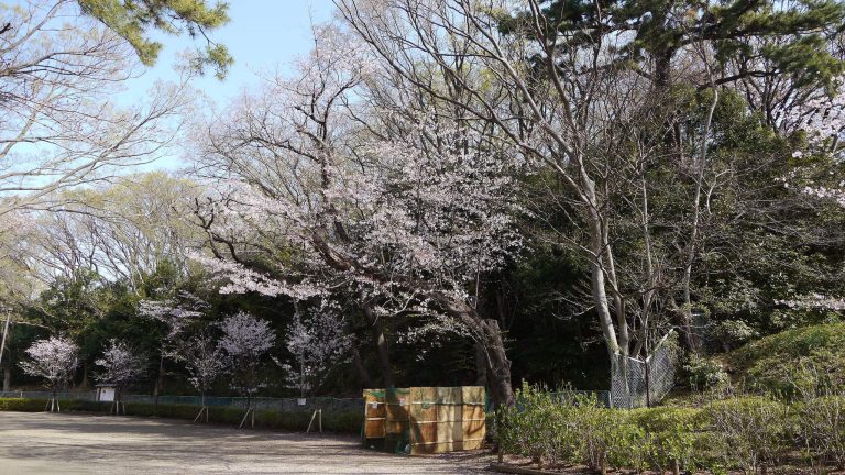 Kamenokoyama Kofun: A Keyhole-Shaped Burial Mound in Tokyo