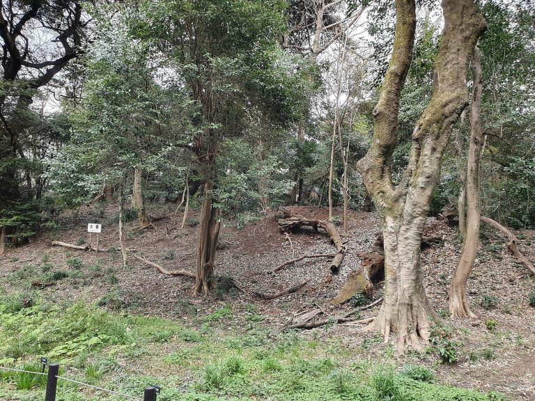 Shirokane Manor Grounds: A Medieval Fortified Residence Site in Tokyo