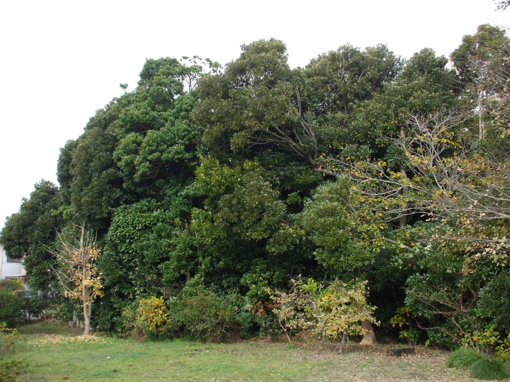 Dairizuka Kofun Cluster