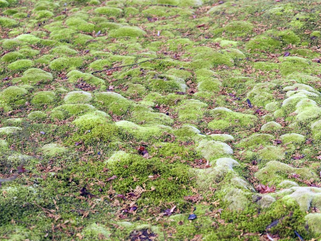 Saihō-ji Temple: Kyoto’s Rinzai Zen Temple and Moss Garden 2 Saihō-ji Temple