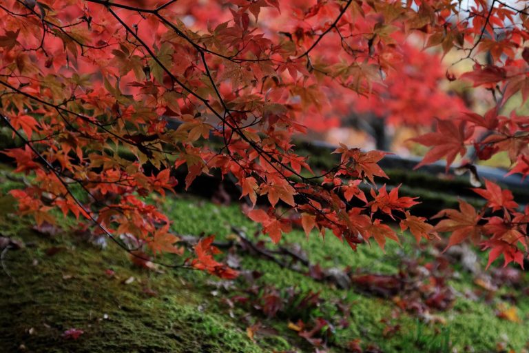 Kurama-dera Temple: A Mountain Buddhist Temple in Kyoto