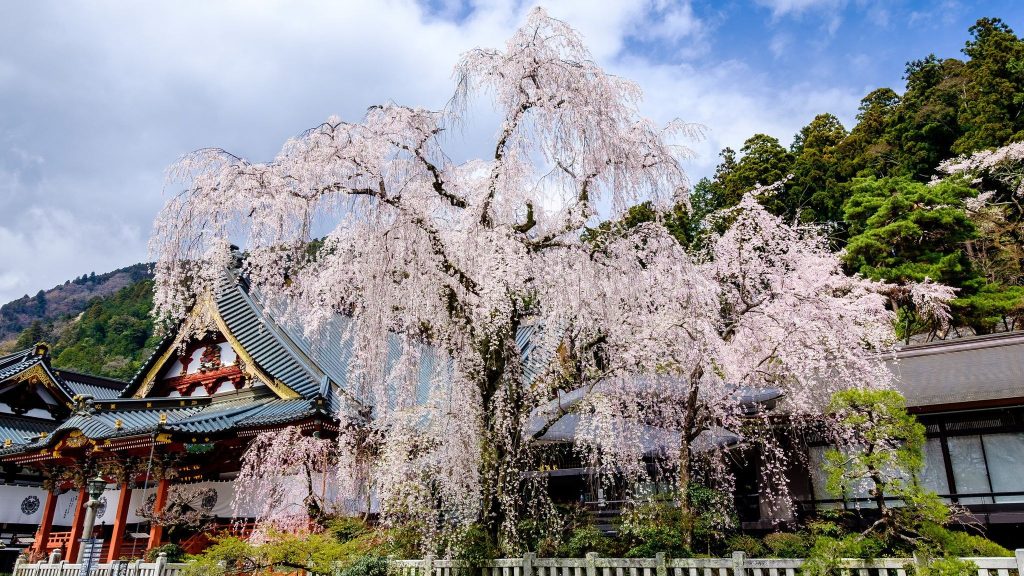 Kuon-ji Temple: The Head Temple of Nichiren Buddhism in Japan 2 Kuon-ji Temple
