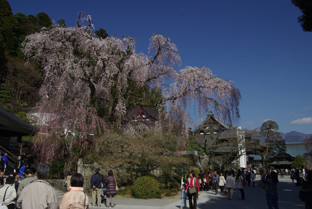 Kuon-ji Temple: The Head Temple of Nichiren Buddhism in Japan 5 Kuon-ji Temple