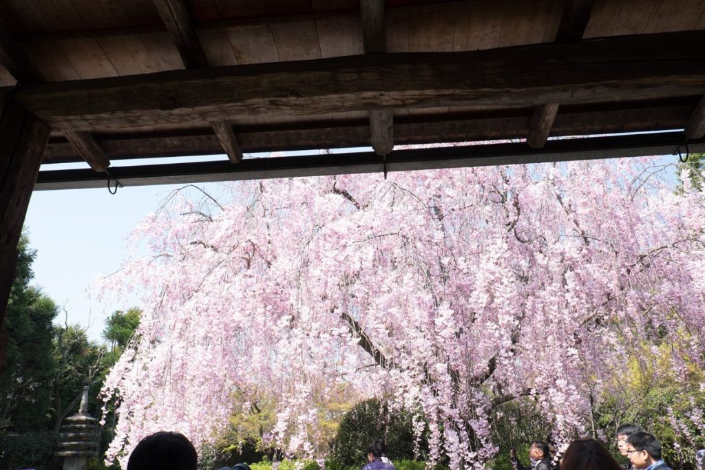 Taizō-in: A Rinzai Zen Sub-Temple in Kyoto, Japan 2 Taizō-in