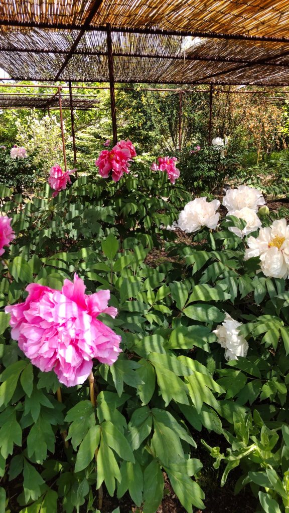 Kongō-ji Temple: A Buddhist Temple and Peony Garden in Gojo, Nara 3 Kongō-ji Temple