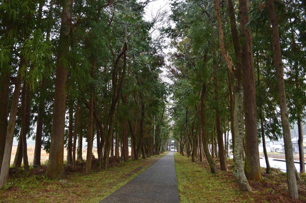 Omura Shrine: A Historic Shinto Shrine in Kochi, Japan 2 Omura Shrine