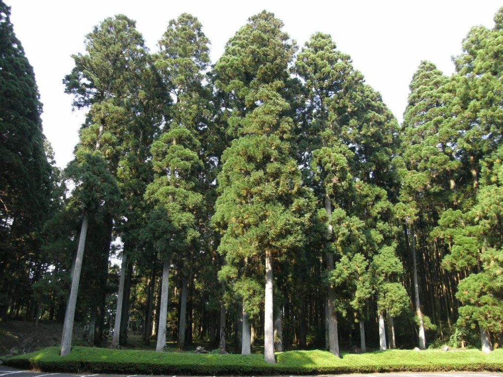 Terayama kannon-ji Temple
