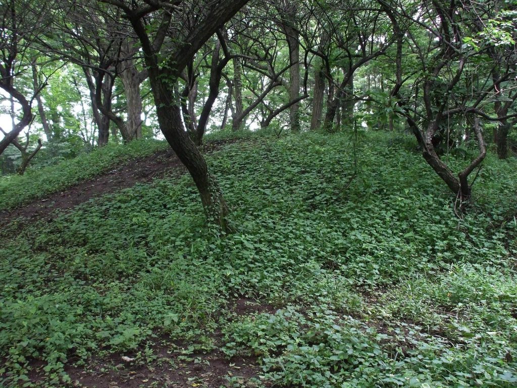 Tenmondai-Kōnai Kofun: A Terminal Kofun-Period Burial Mound in Japan 2 Tenmondai-Kōnai Kofun