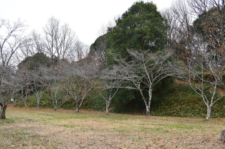 Nishinorikura Kofun: A Keyhole-Shaped Burial Mound in Japan