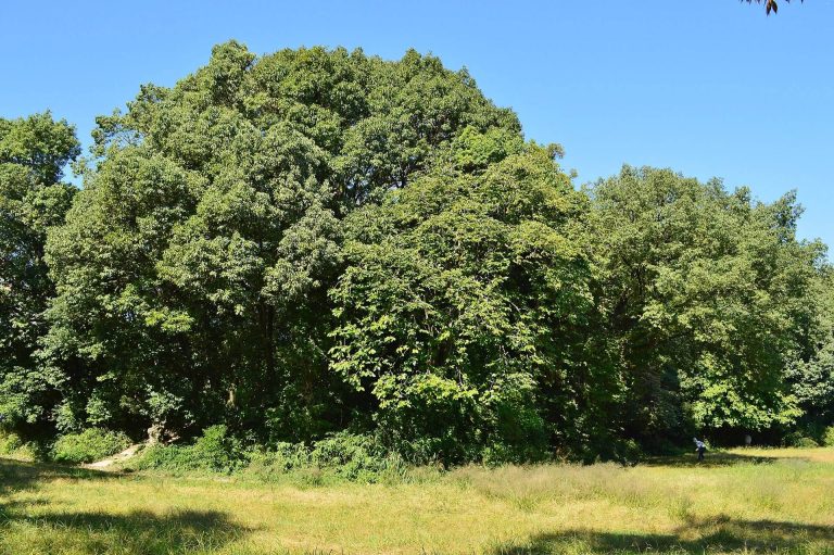 Tenno-no-mori Kofun: A Kofun-Period Burial Mound in Kyoto