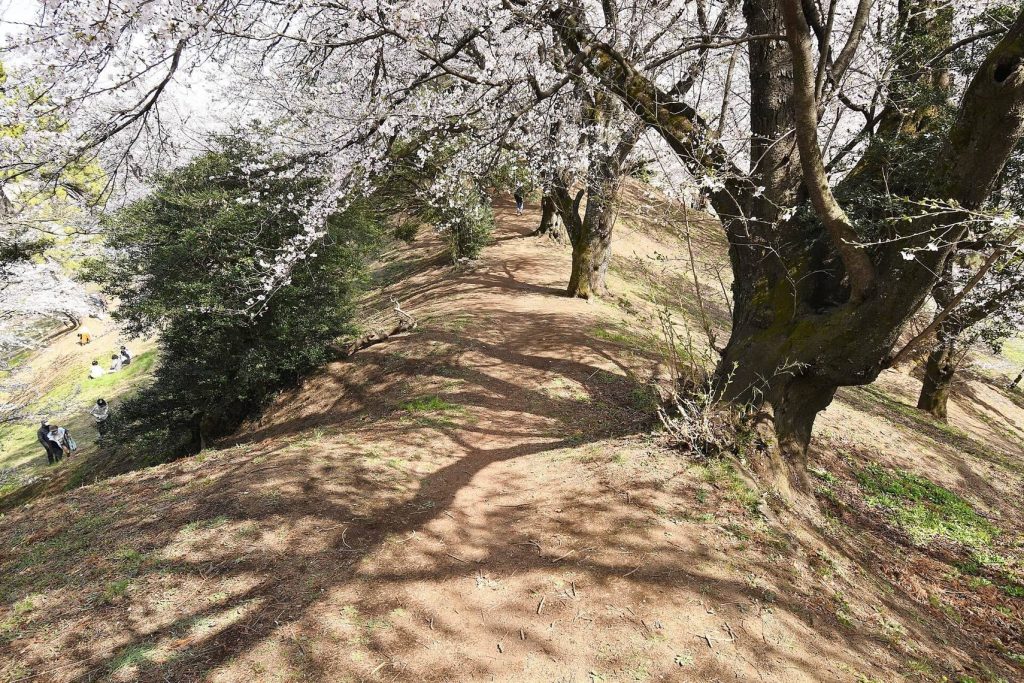 Nanakoshiyama Kofun: A Sixth-Century Burial Mound in Japan 3 Nanakoshiyama Kofun