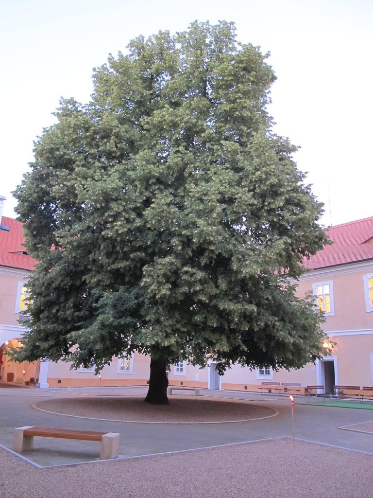 Litvínov Castle: A Baroque Castle in Czechia 2 Litvínov Castle