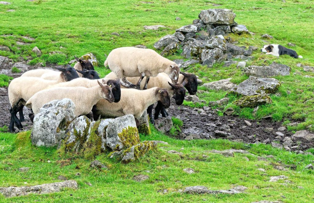 Caherconnell Stone Fort: A Medieval Gaelic Ringfort in Ireland 3 Caherconnell Stone Fort