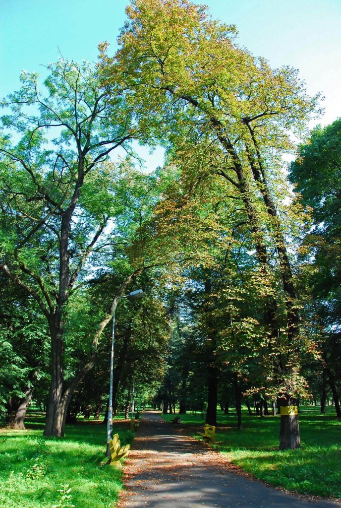 Sielecki Park in Sosnowiec: A Historic Landscape Park 3 Sielecki Park in Sosnowiec