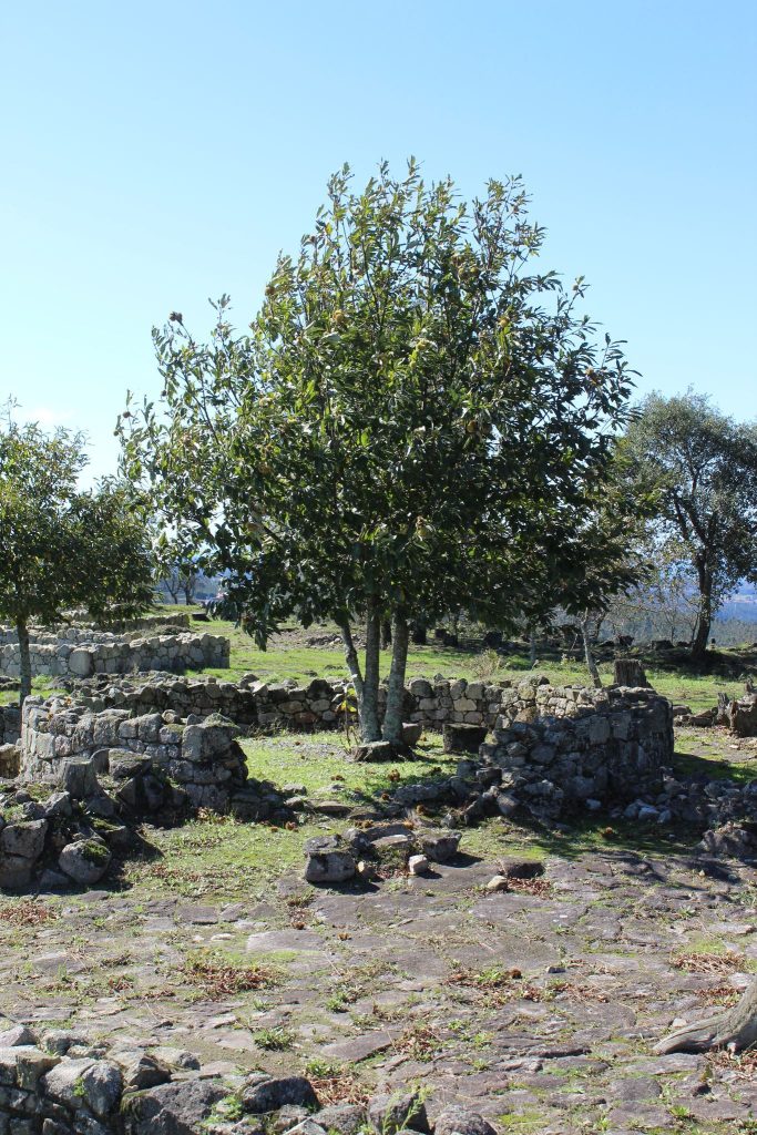Castro de Bagunte: A Fortified Iron Age Settlement in Portugal 3 Castro de Bagunte