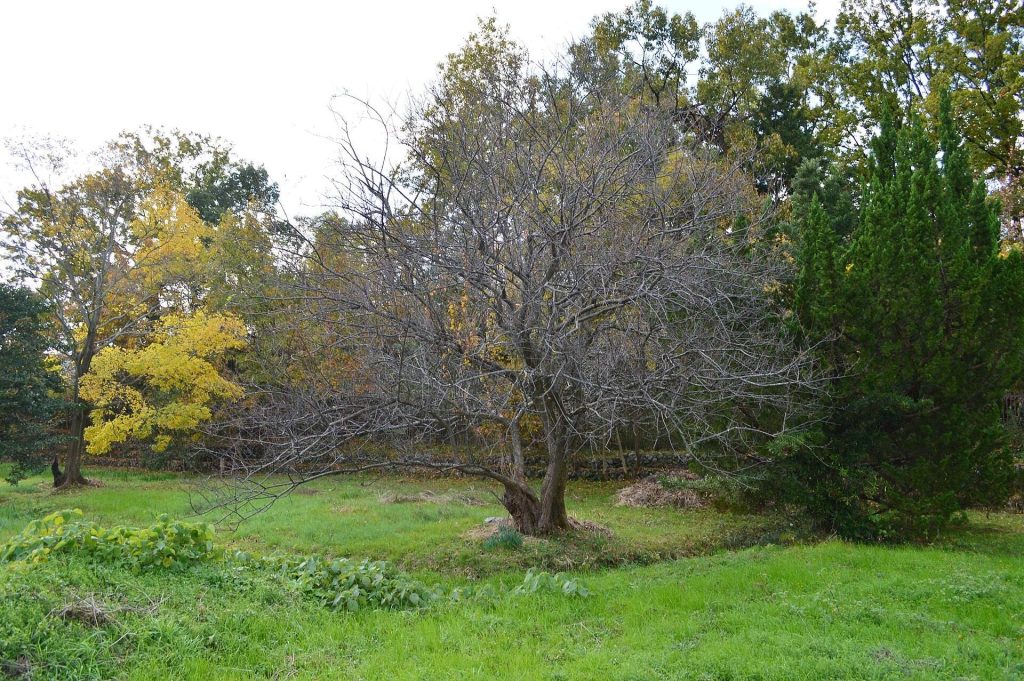 Sugiyama Kofun: A Keyhole-Shaped Burial Mound in Nara 2 Sugiyama Kofun