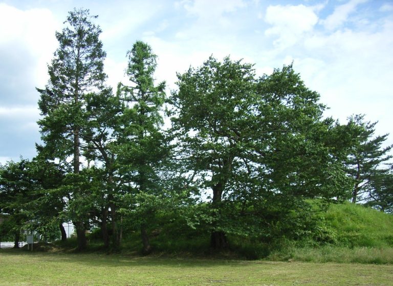 Kabutozuka Kofun (Sendai): A Fifth-Century Elite Burial Mound