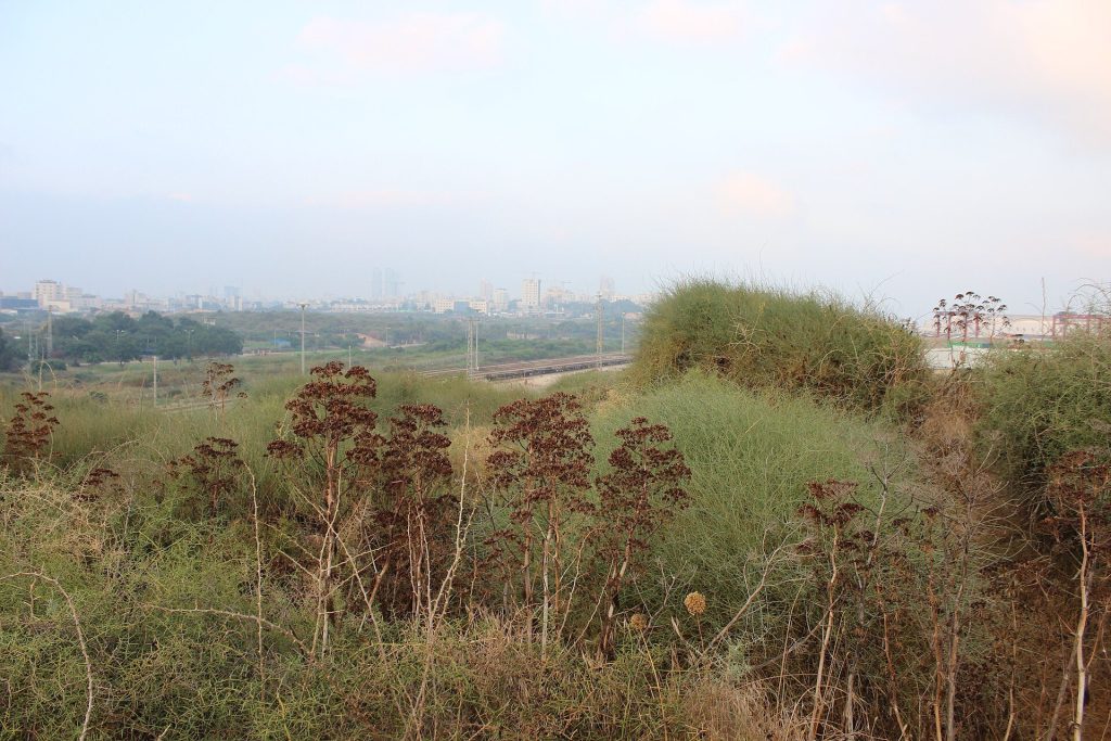 Tel Mor: An Ancient Port Settlement of Ashdod 1 Tel Mor