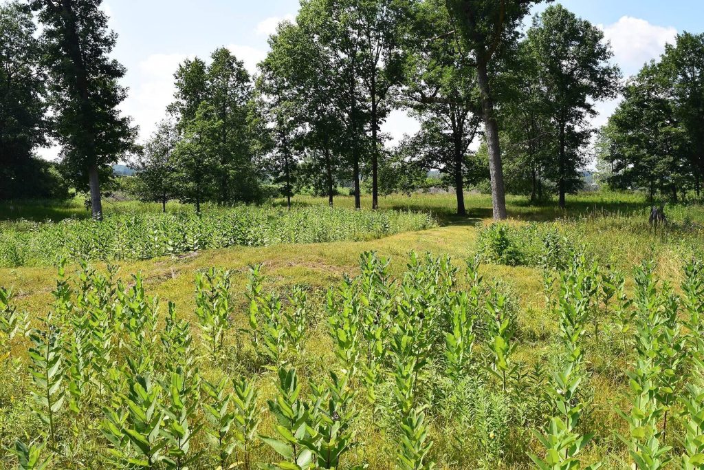 Lizard Mound County Park: A Prehistoric Effigy Mound Park in Wisconsin 1 Lizard Mound County Park