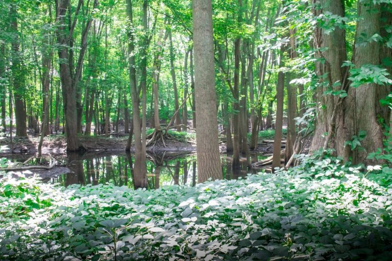 Norton Mound Group: Hopewell Earthworks in Michigan
