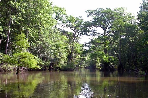 Bottle Creek Indian Mounds: A Mississippian Ceremonial Center 1 Bottle Creek Indian Mounds