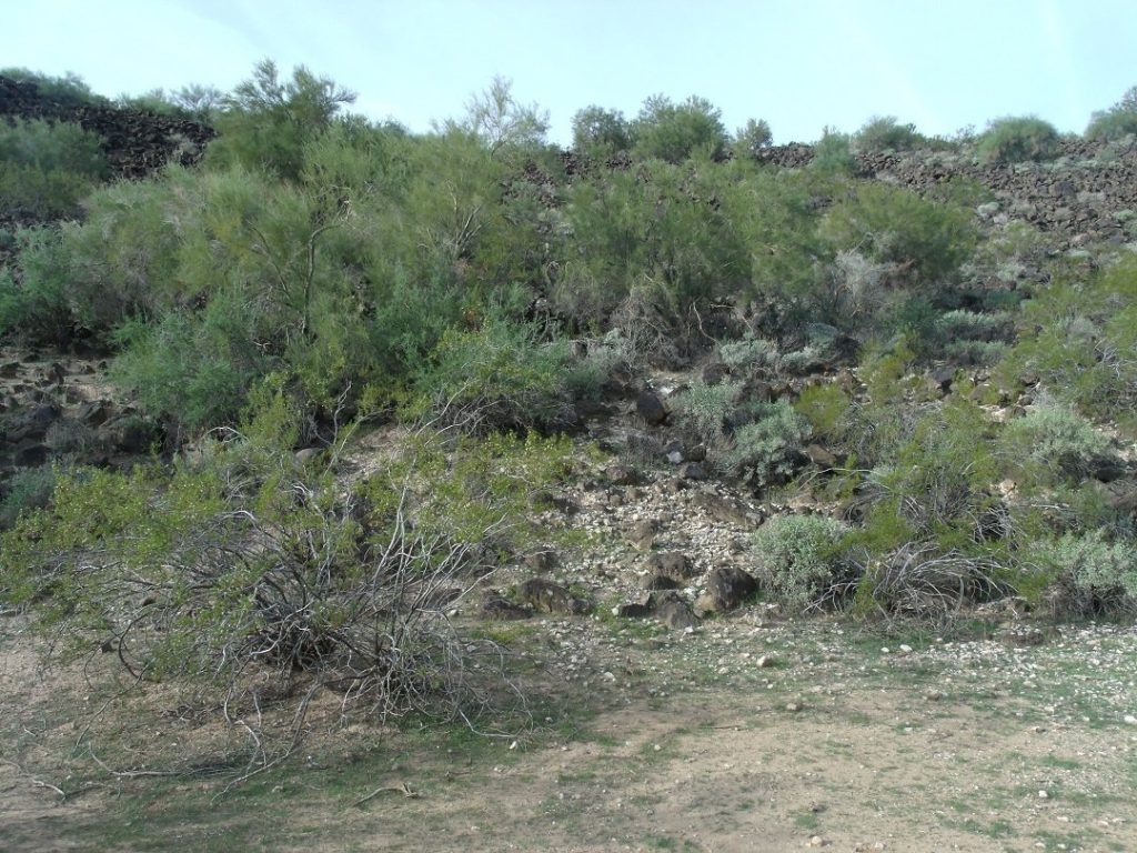 Deer Valley Petroglyph Preserve: An Archaeological Rock-Art Site in Arizona 2 Deer Valley Petroglyph Preserve