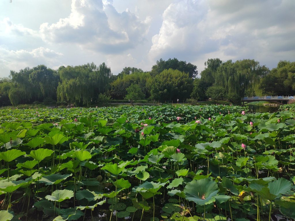 Purple Bamboo Park: A Historic Chinese Garden in Beijing 5 Purple Bamboo Park