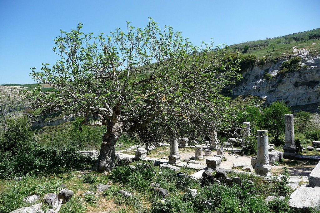 Ancient Sites in Gush Halav: The History and Remains of an Upper Galilean Town 3 Ancient sites in Gush Halav