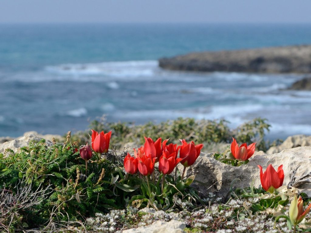 Dora: An Ancient Coastal City and Port in Israel 4 Dora