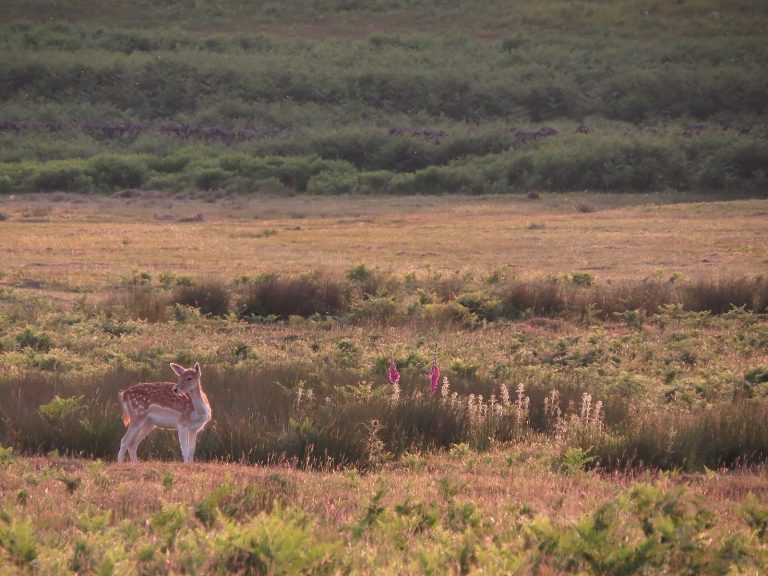 Bradgate Park: A Historic Deer Park in Leicester, United Kingdom