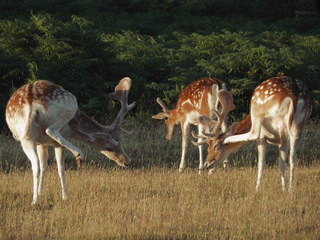 Bradgate Park: A Historic Deer Park in Leicester, United Kingdom 3 Bradgate Park