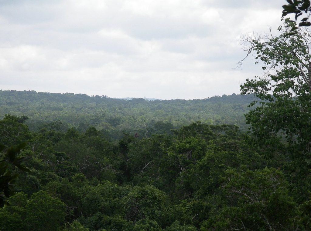 El Zotz: A Maya City in Guatemala’s Petén Basin 1 El Zotz