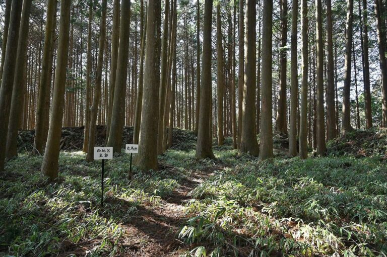 Furumiya Castle: A Takeda Stronghold in the Tsukude Basin