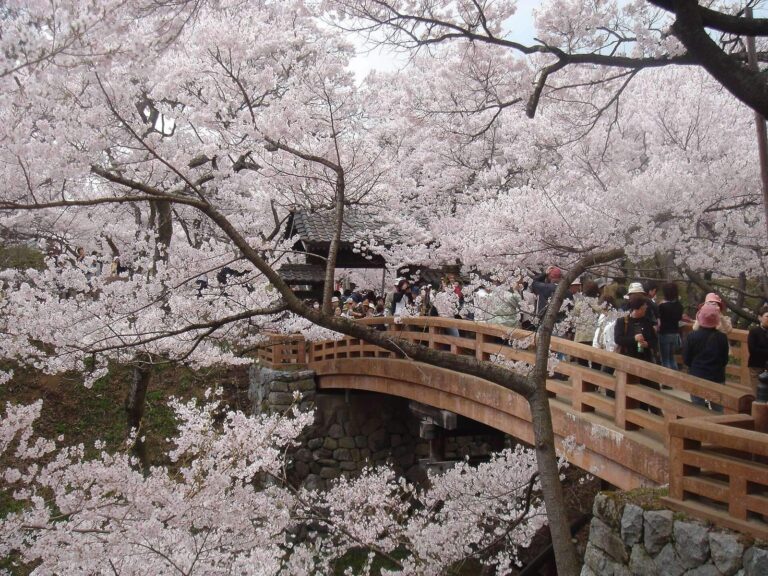 Takatō Castle: A Japanese Hill Castle and Domain Seat