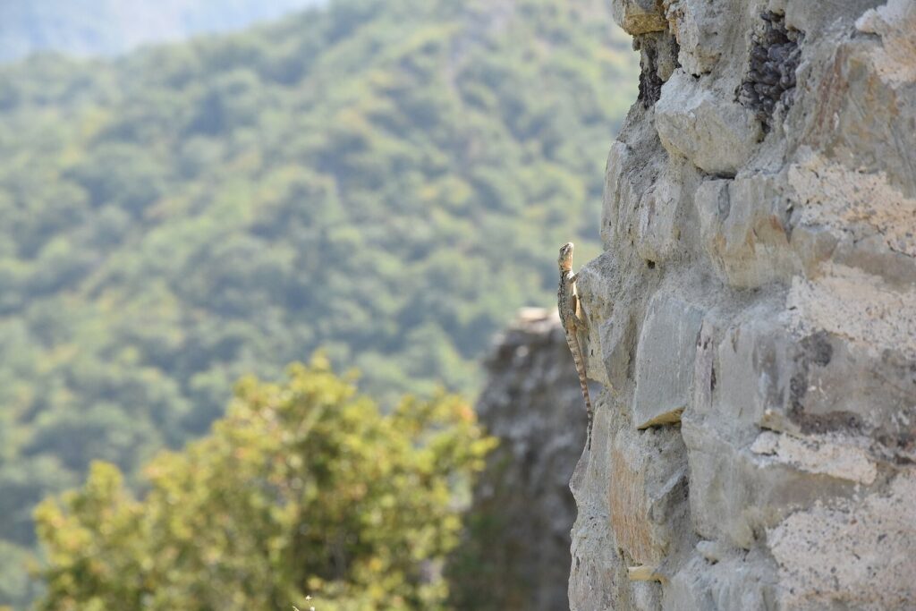 Ujarma Fortress: A Royal Residence and Fortress-Town in Georgia 2 Ujarma Fortress