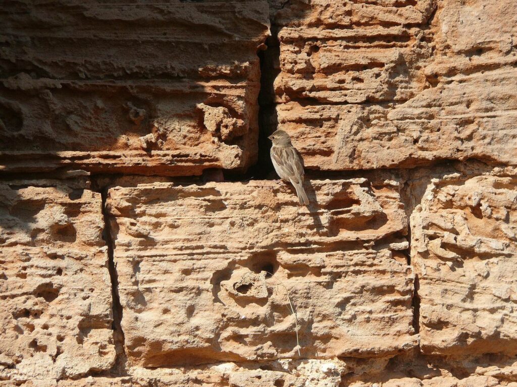 Castell de Sa Punta de n'Amer